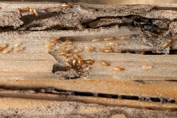Best Wildlife Control Services  in Clark Mills, NY