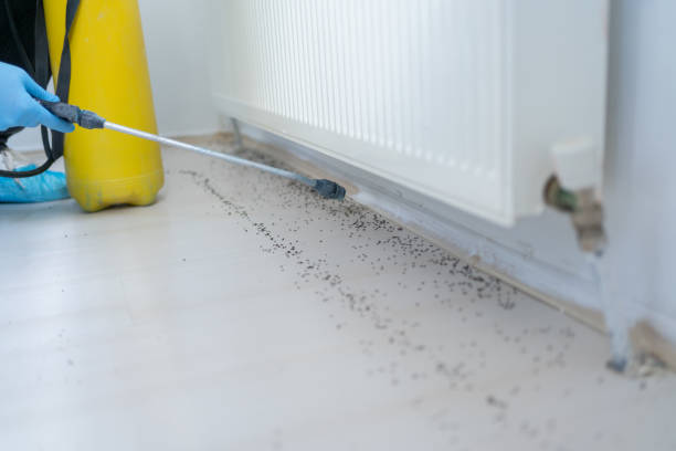 Best Bed Bug Extermination  in Clark Mills, NY