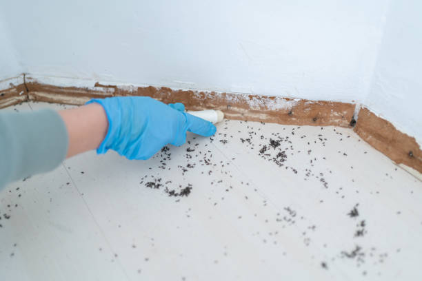 Best Flea Control Services  in Clark Mills, NY